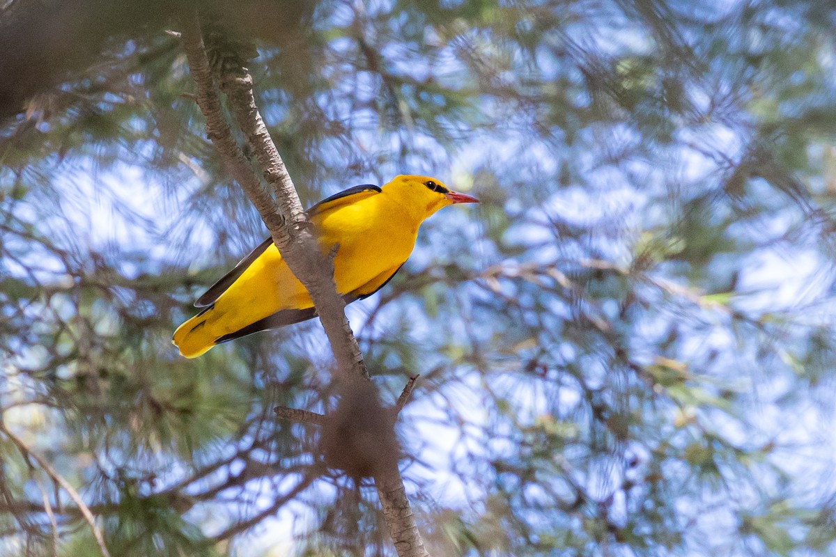 Eurasian Golden Oriole - Antonio M Abella