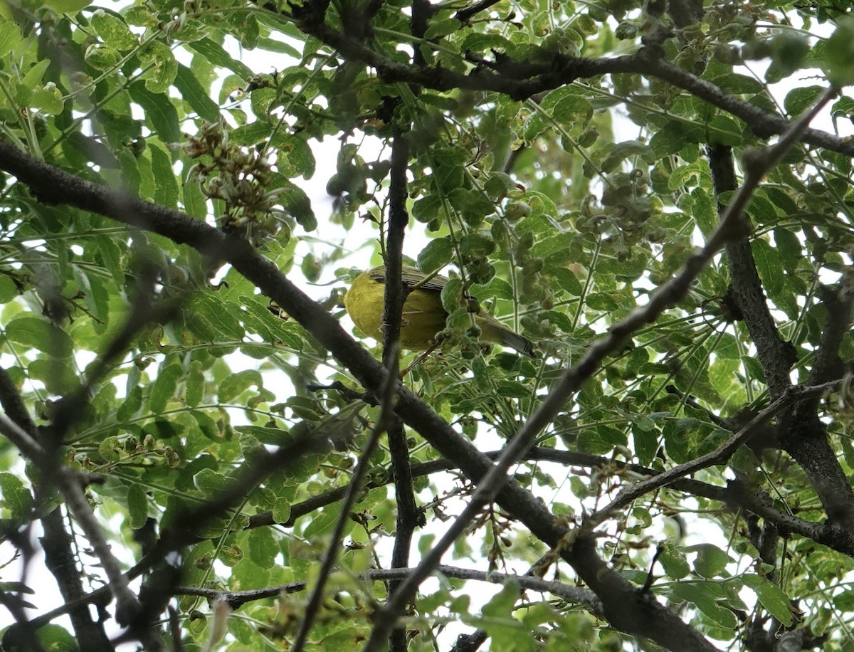 Wilson's Warbler - ML618716490