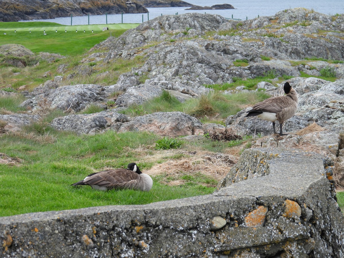 Canada Goose - ML618716498