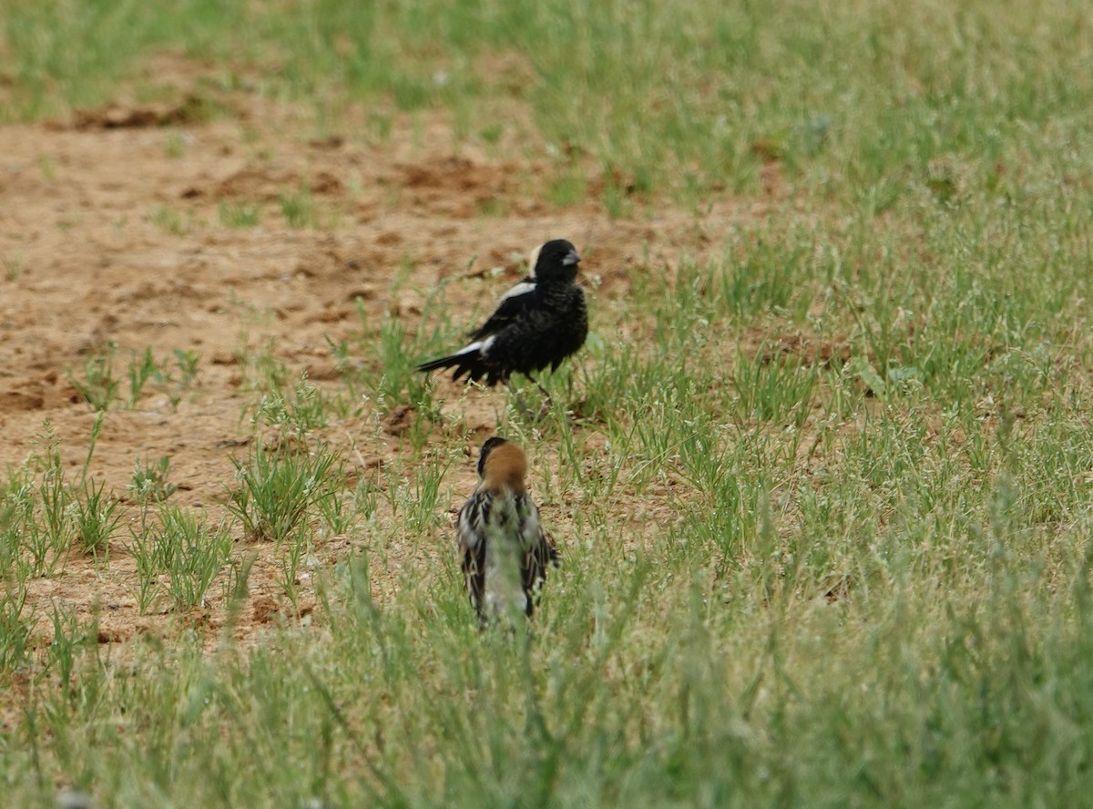 bobolink americký - ML618716504