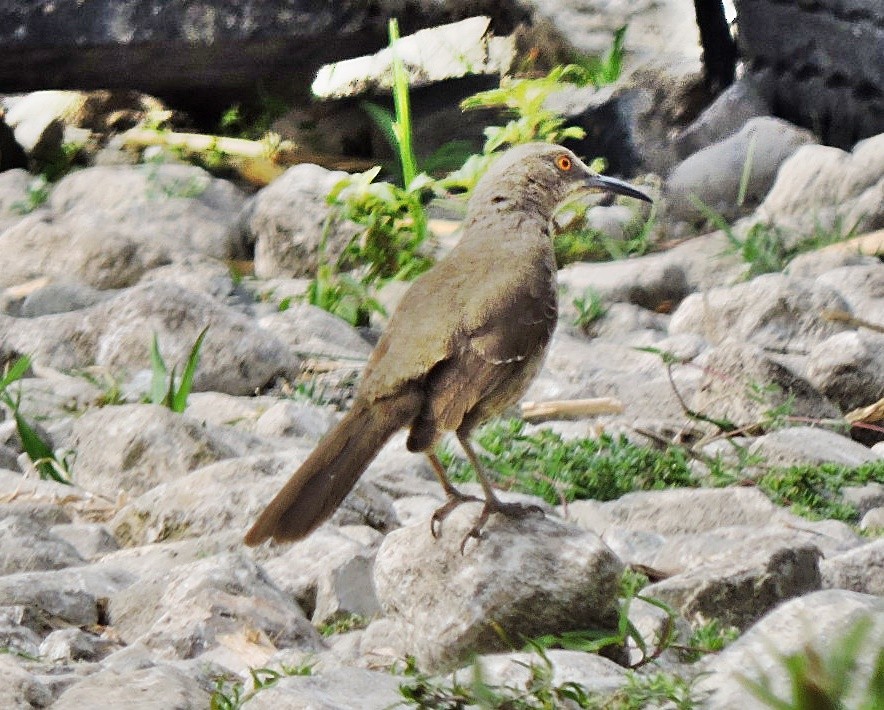 Curve-billed Thrasher - Mary-Jean Payeur