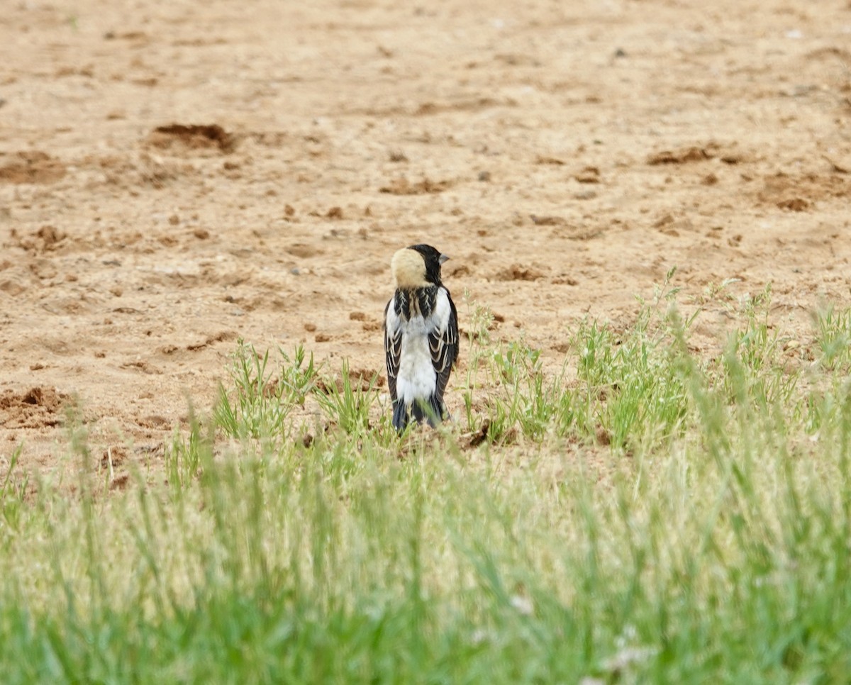 bobolink americký - ML618716517