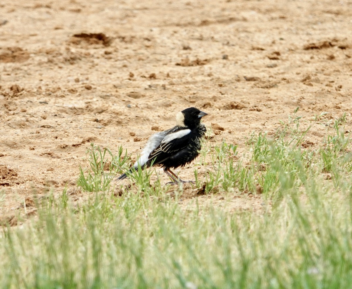 bobolink americký - ML618716518