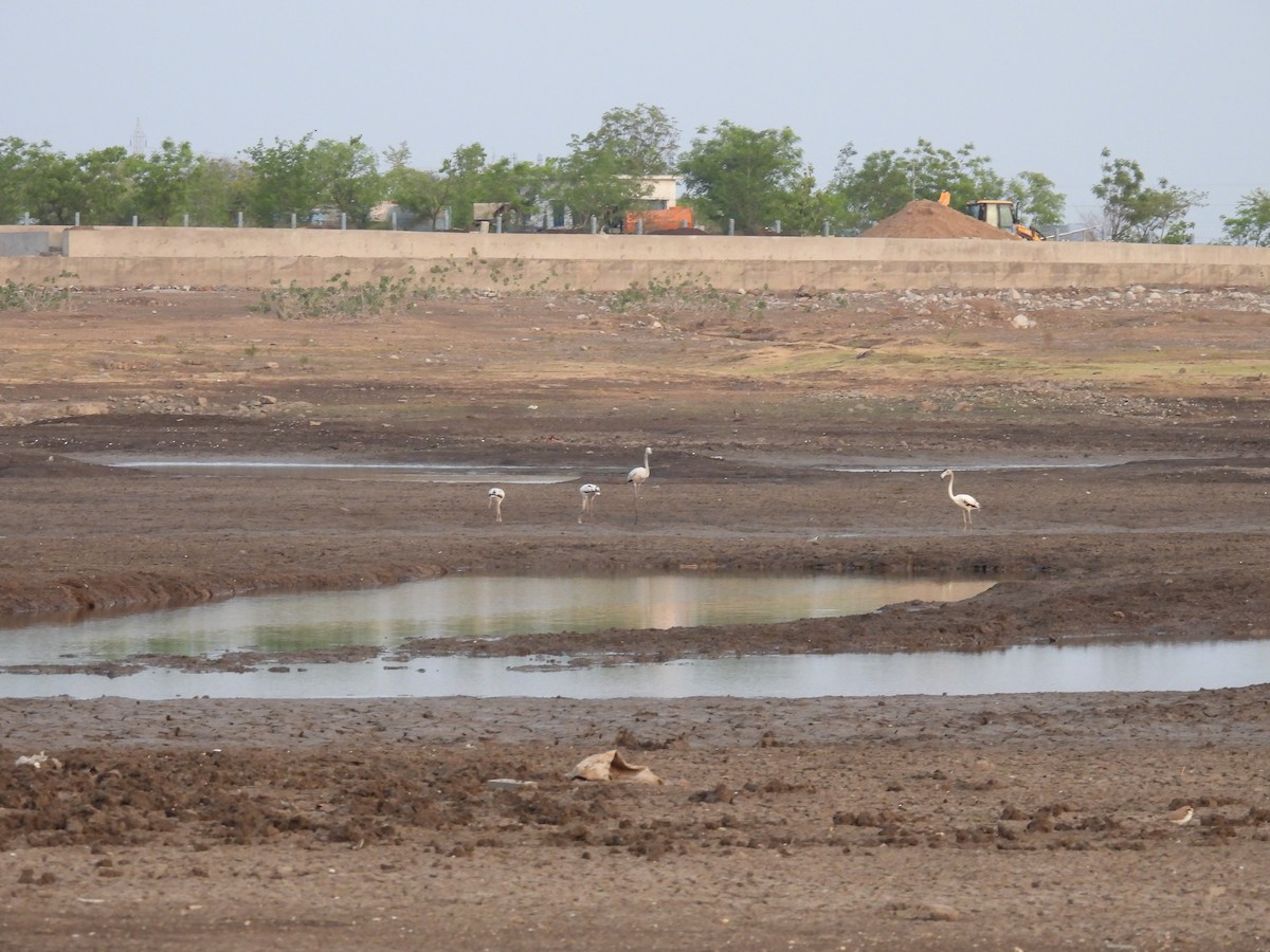 Greater Flamingo - ML618716527