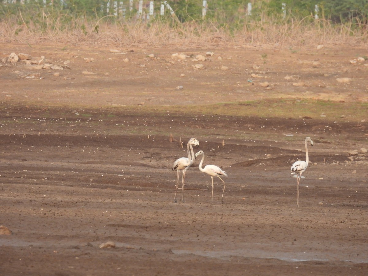 rosenflamingo - ML618716535