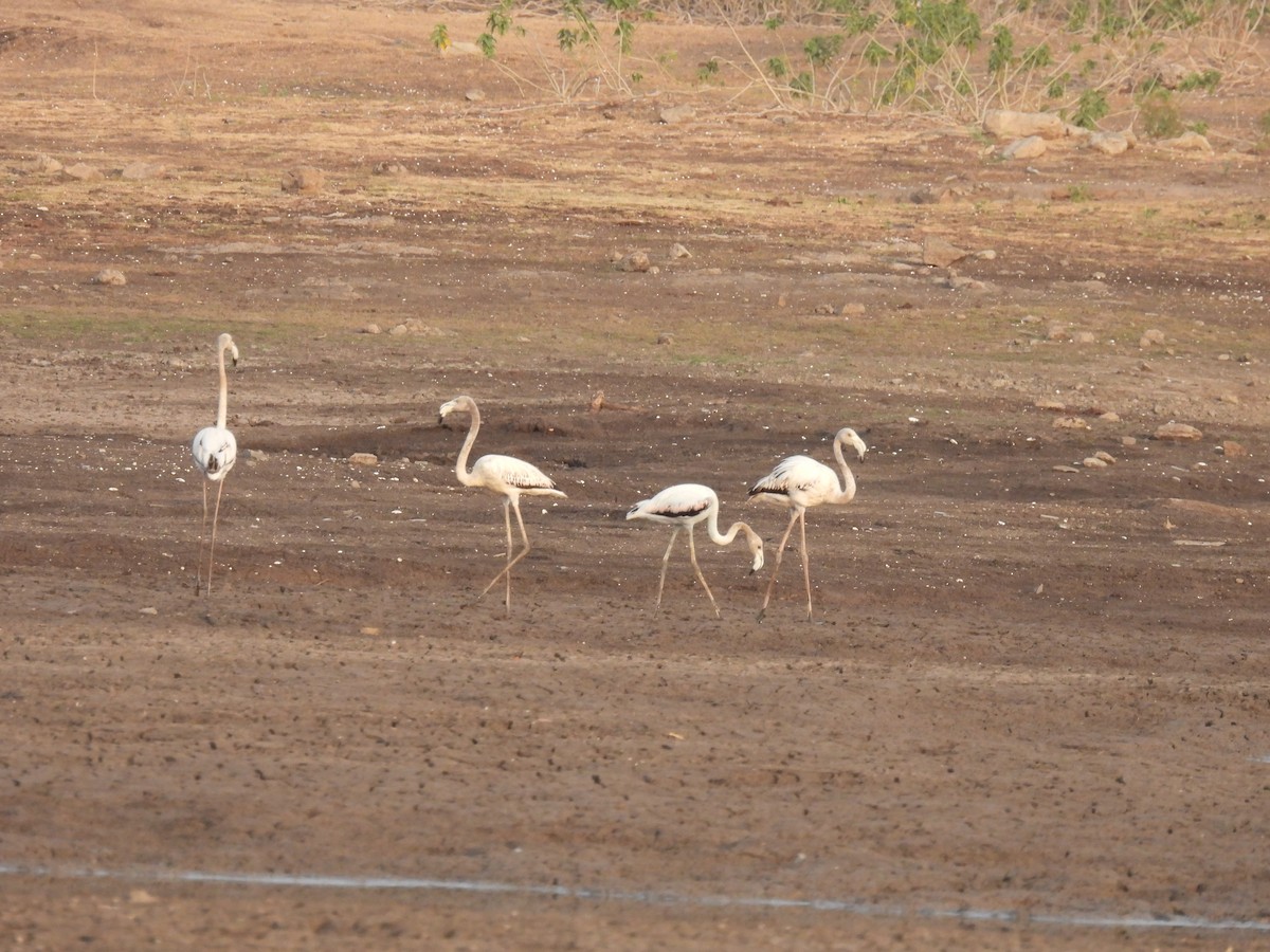 Greater Flamingo - ML618716536