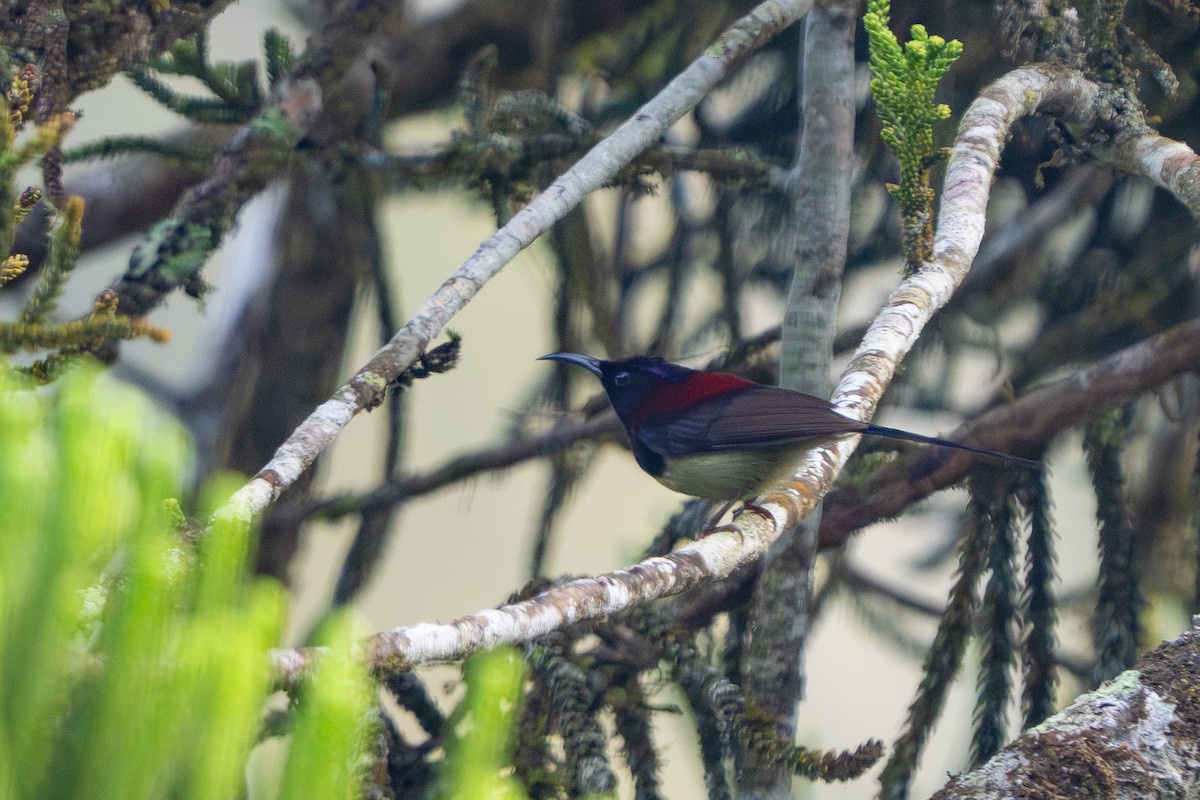 Black-throated Sunbird - Lenny Xu