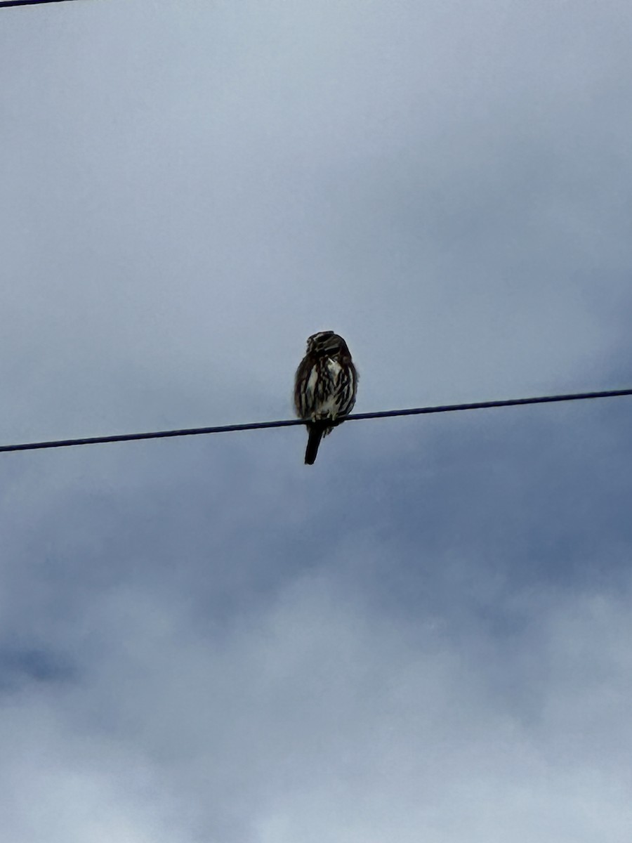 Austral Pygmy-Owl - Pablo Jaque Bopp