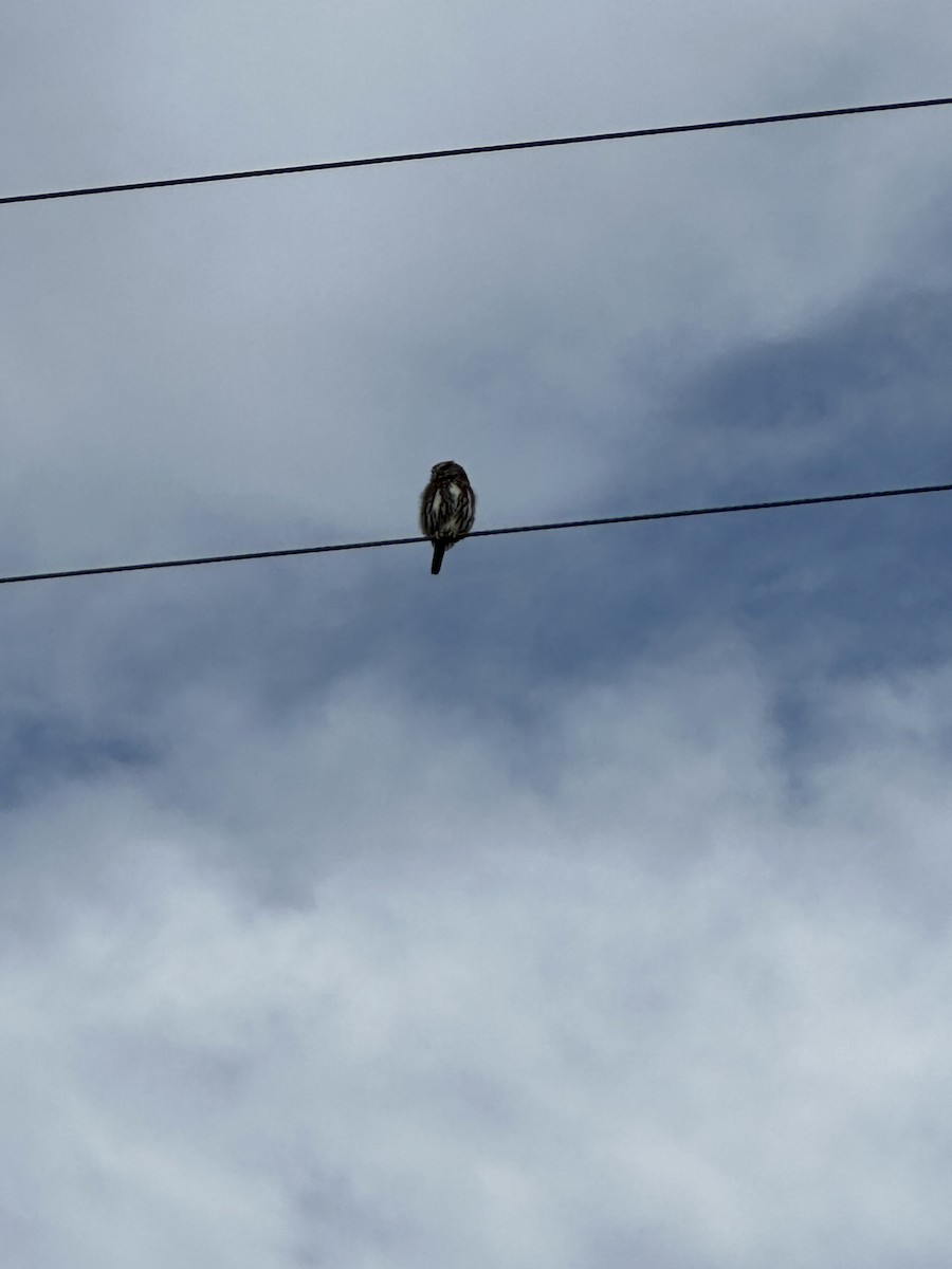 Austral Pygmy-Owl - Pablo Jaque Bopp