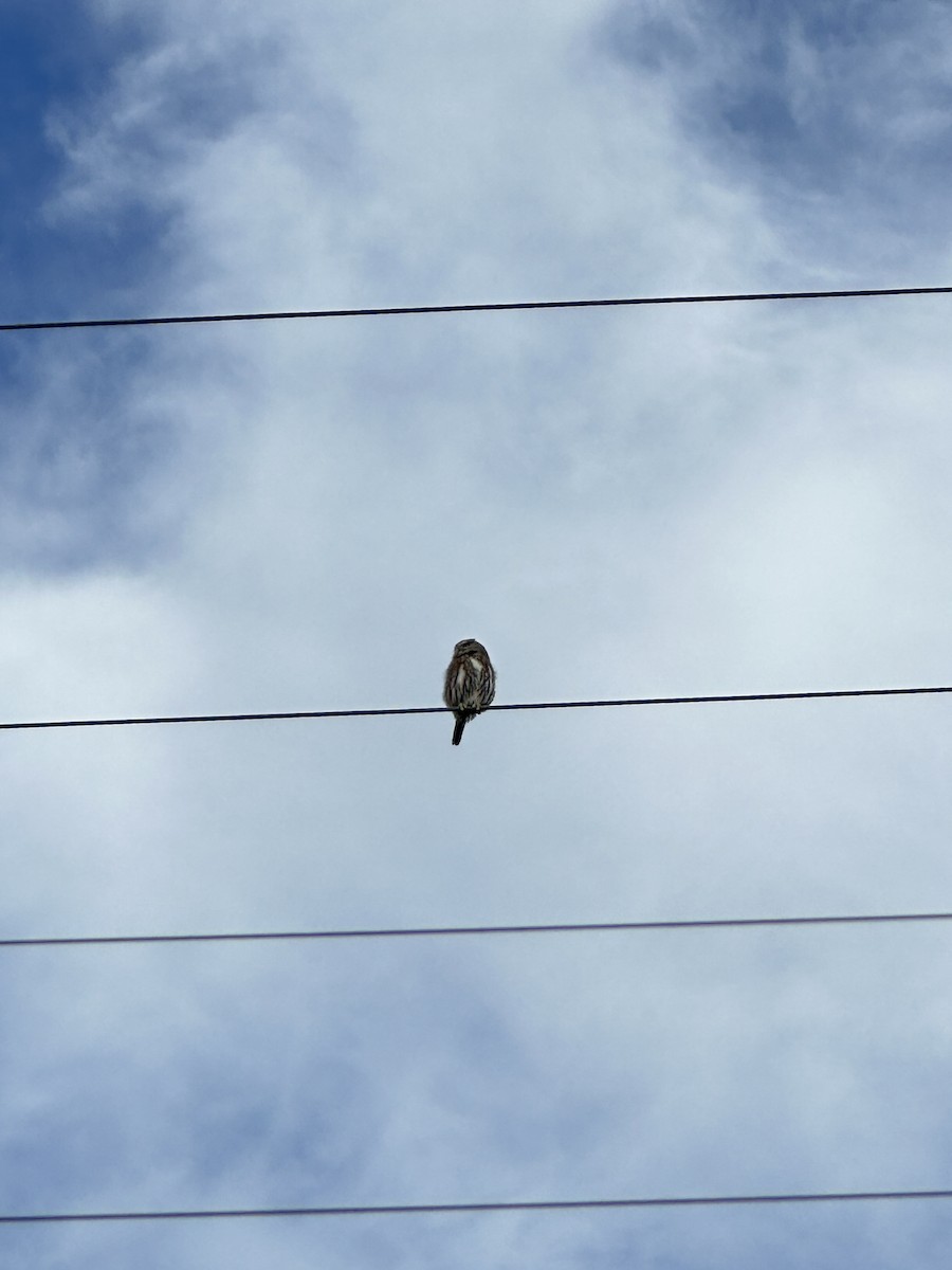 Austral Pygmy-Owl - Pablo Jaque Bopp