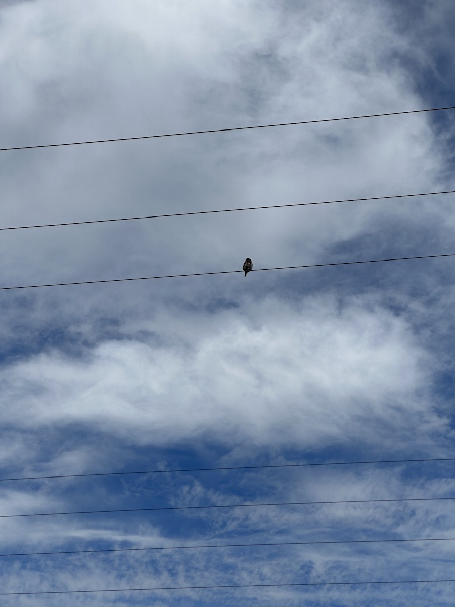 Austral Pygmy-Owl - Pablo Jaque Bopp