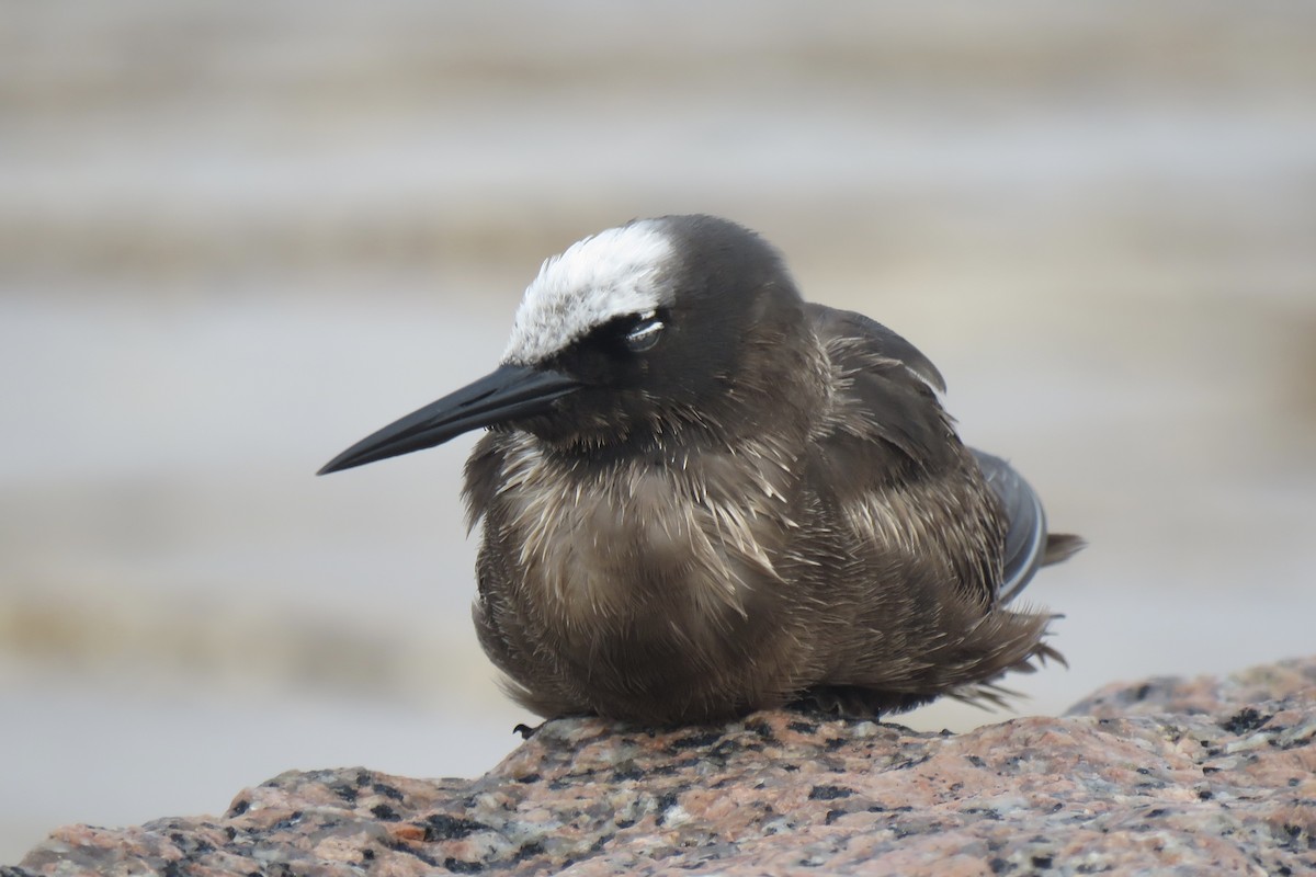 Black Noddy - ML618716556