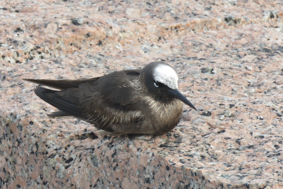 Black Noddy - ML618716557