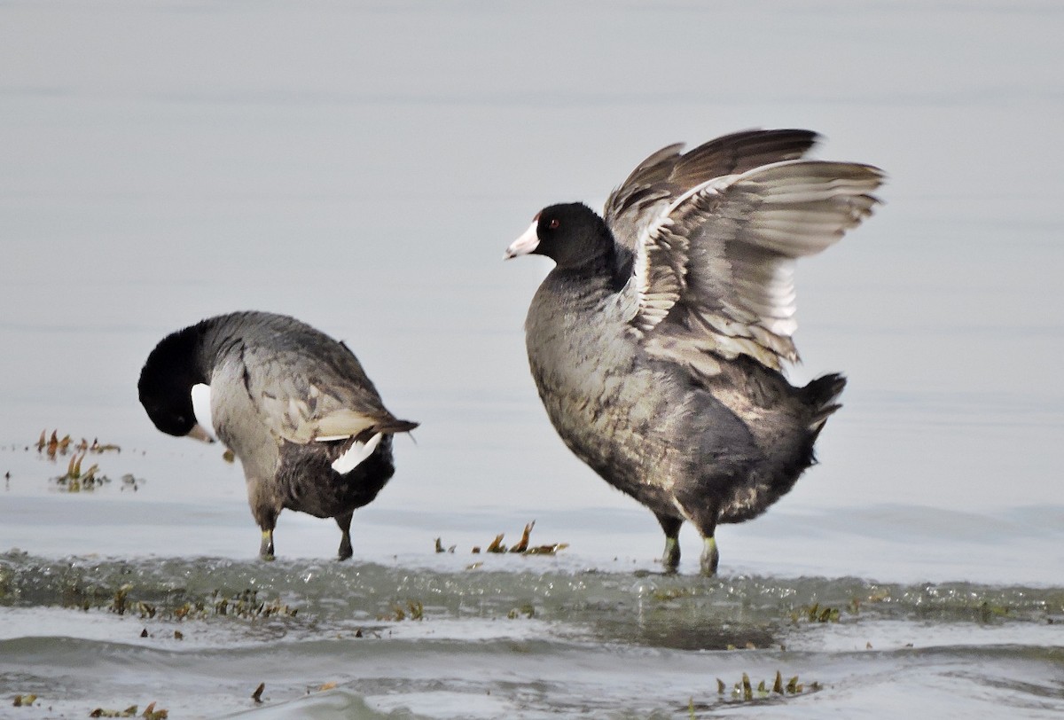 American Coot - ML618716566