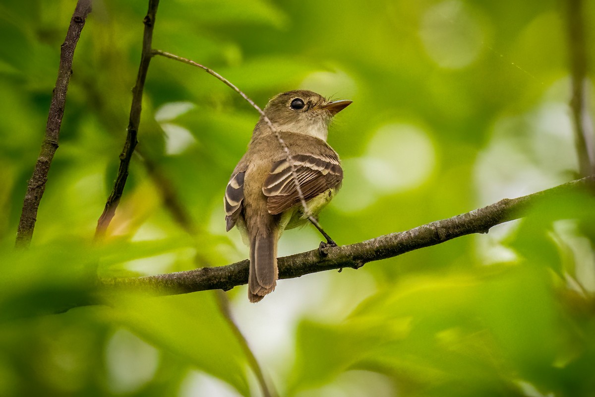 Least Flycatcher - Chris Thomas