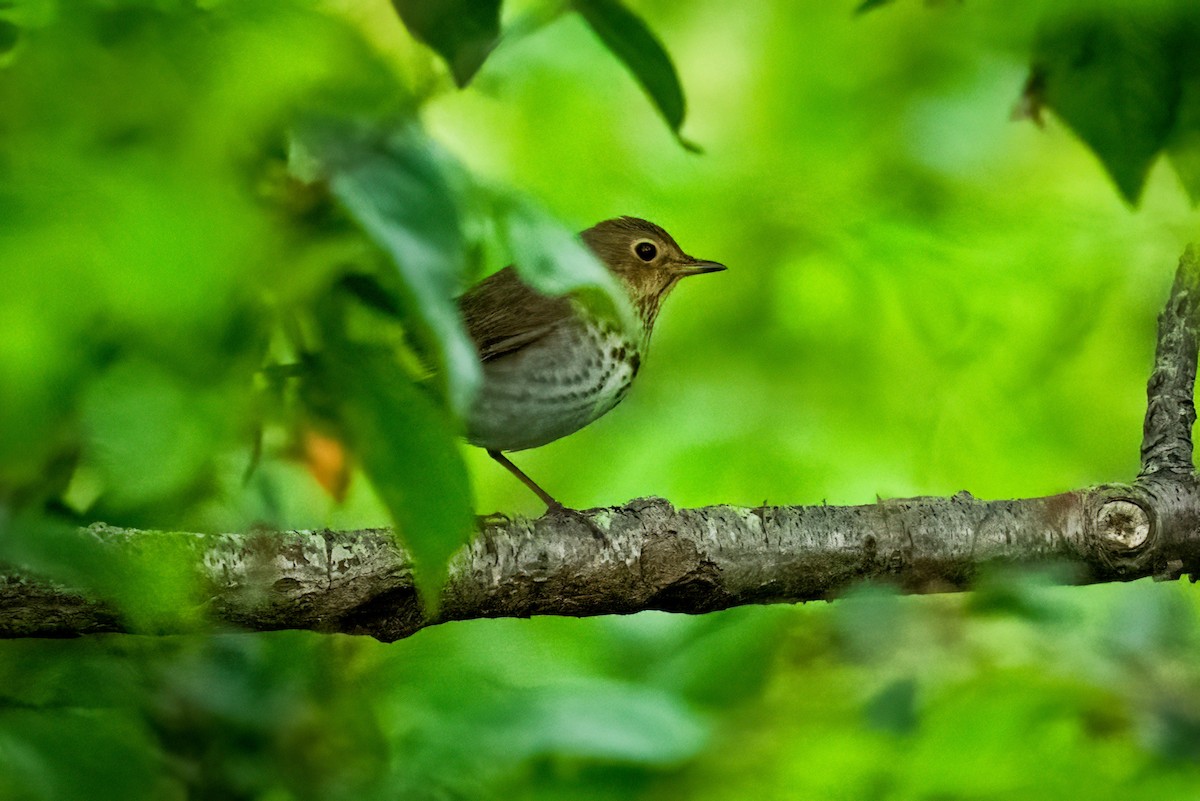 Swainson's Thrush - Chris Thomas