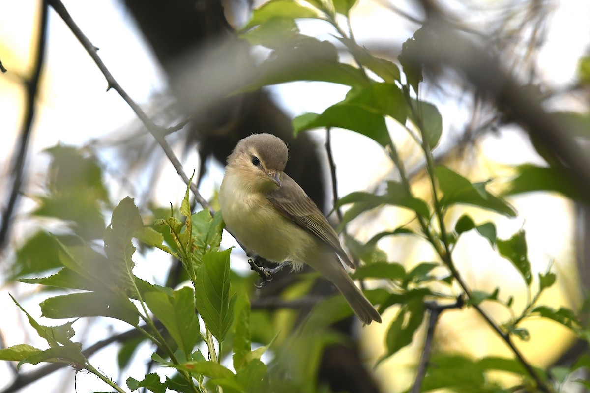 Warbling Vireo - ML618716601