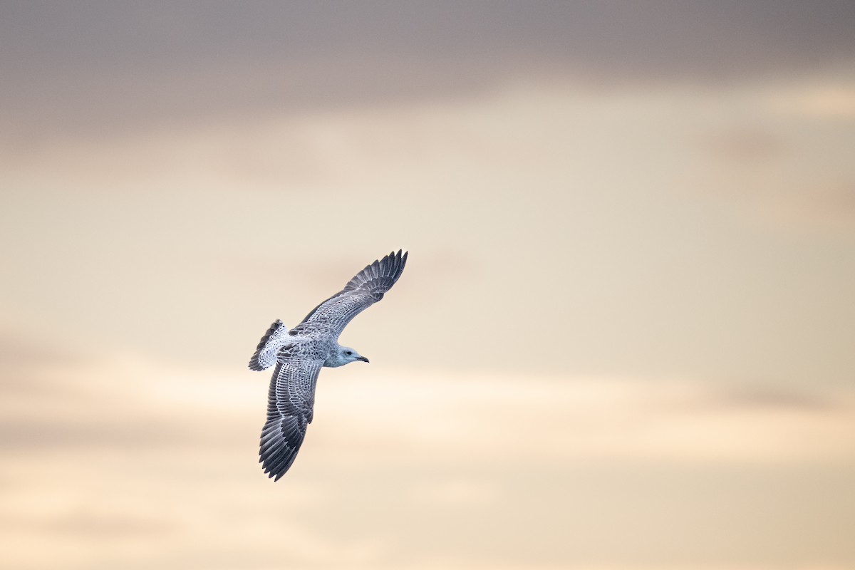 Lesser Black-backed Gull - Guido Van den Troost