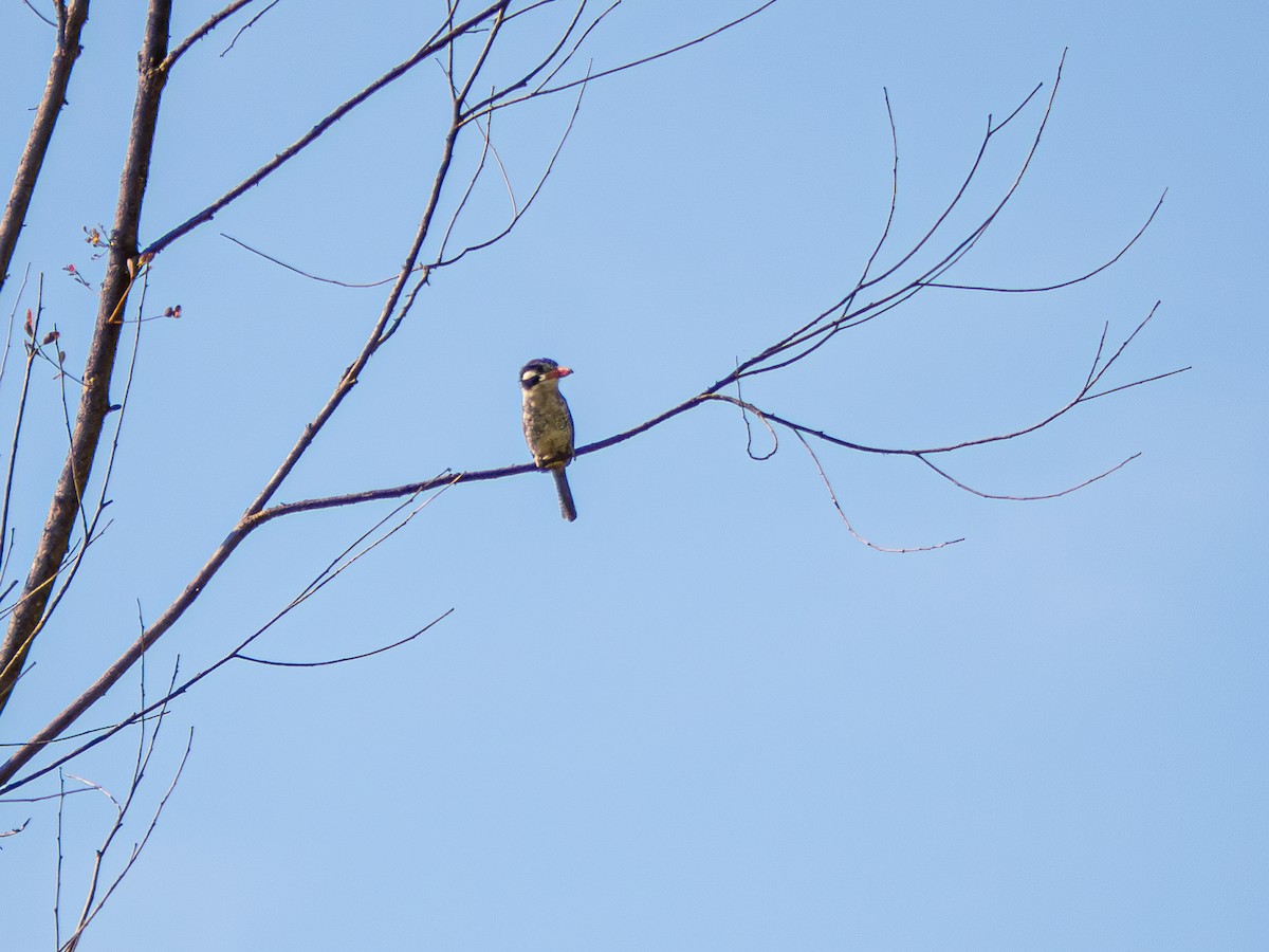 Rufous Hornero - Vitor Rolf Laubé