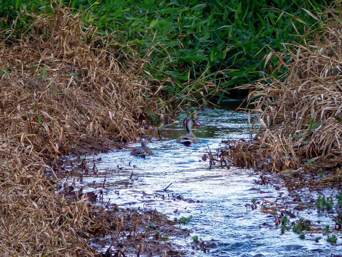 Brazilian Teal - Vitor Rolf Laubé