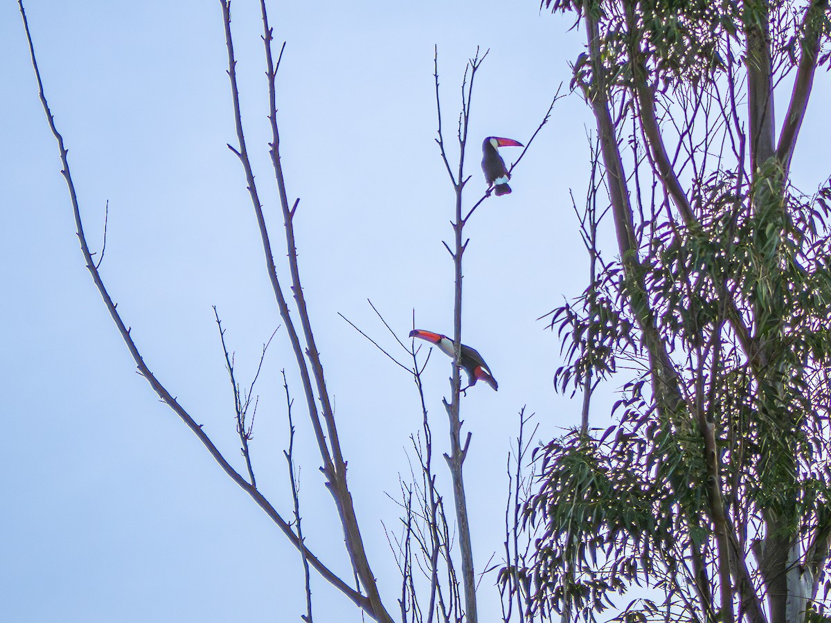 Toco Toucan - Vitor Rolf Laubé