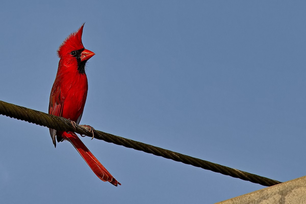 Cardinal rouge - ML618716699