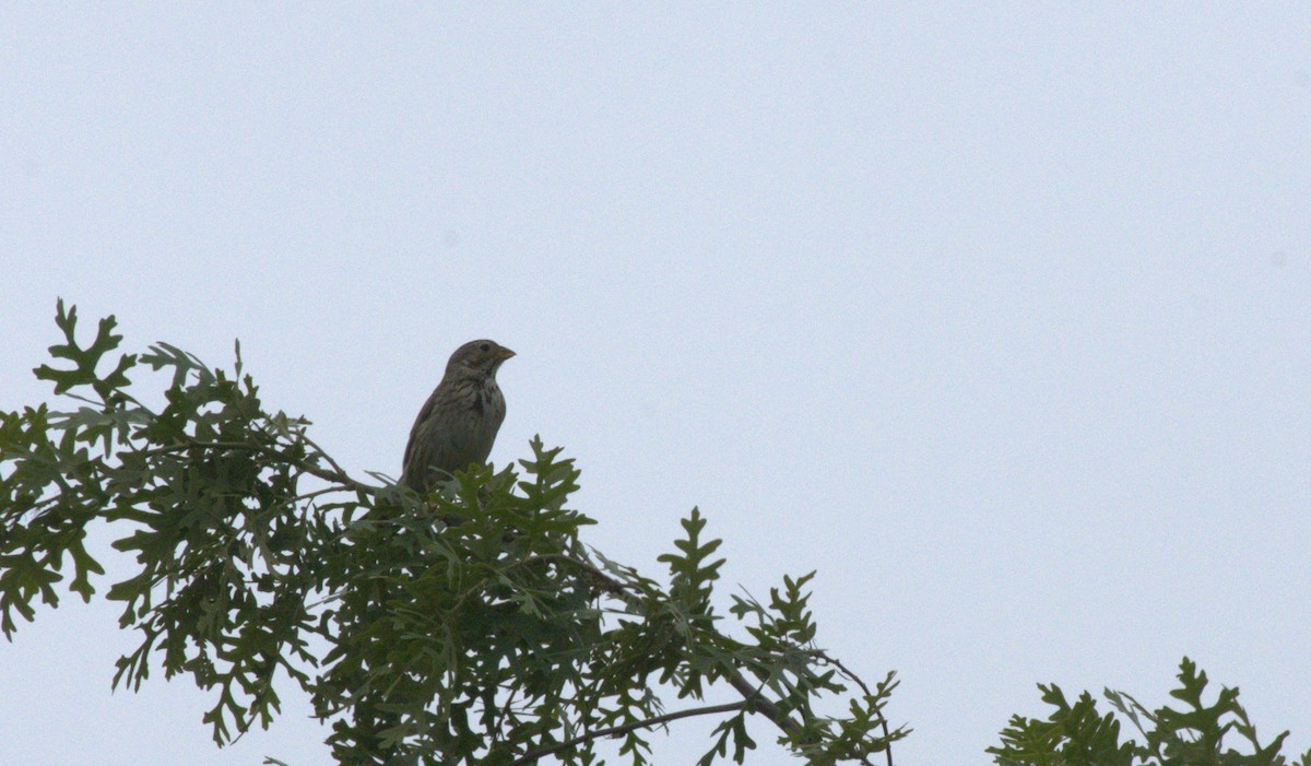 Corn Bunting - Umut Özten