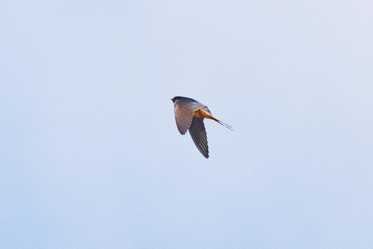 Barn Swallow - ML618716716