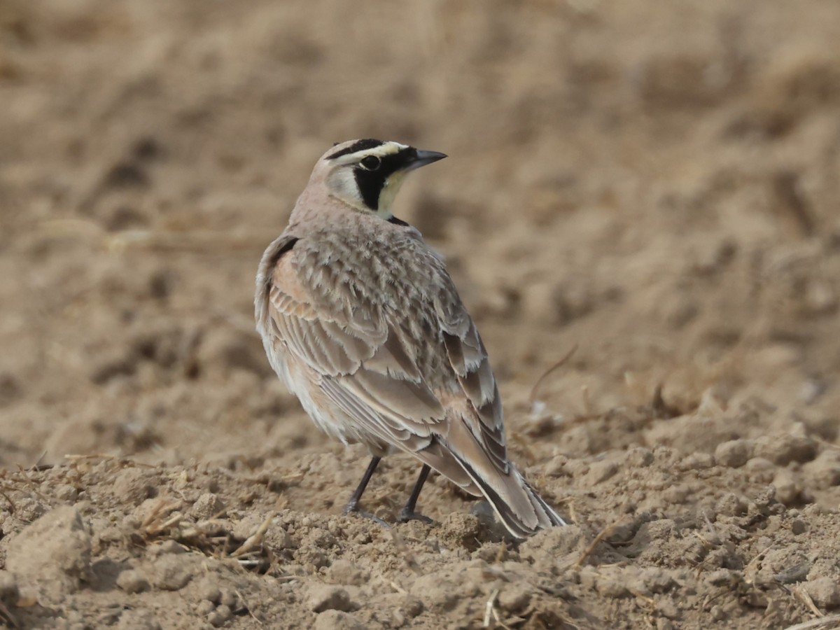 ハマヒバリ（alpestris グループ） - ML618716718