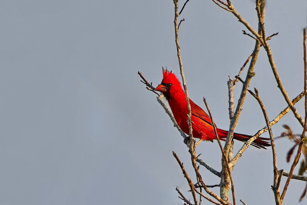 Cardinal rouge - ML618716722