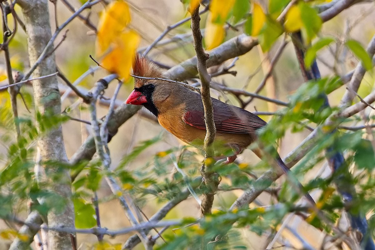 Cardinal rouge - ML618716760