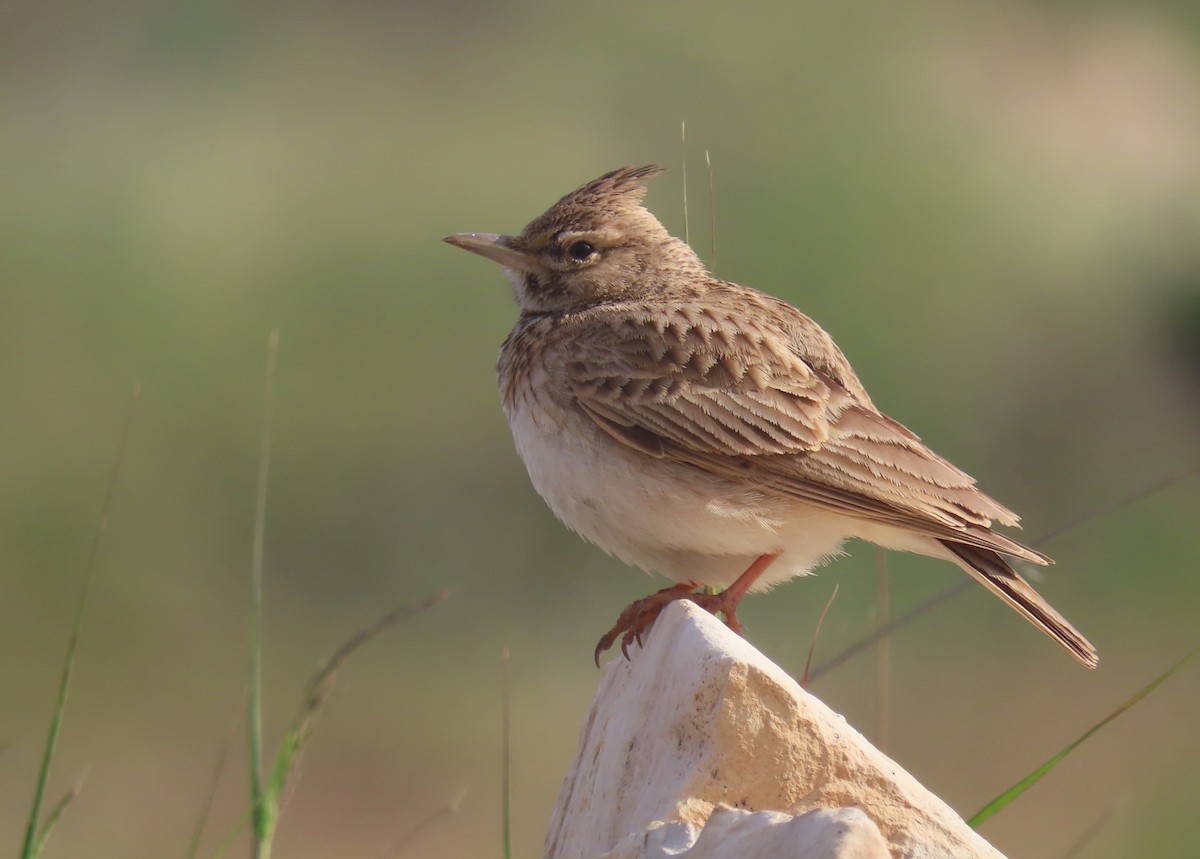 Crested Lark (Crested) - הלל נחמן