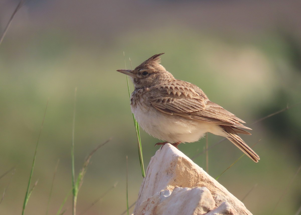 topplerke (cristata gr.) - ML618716762