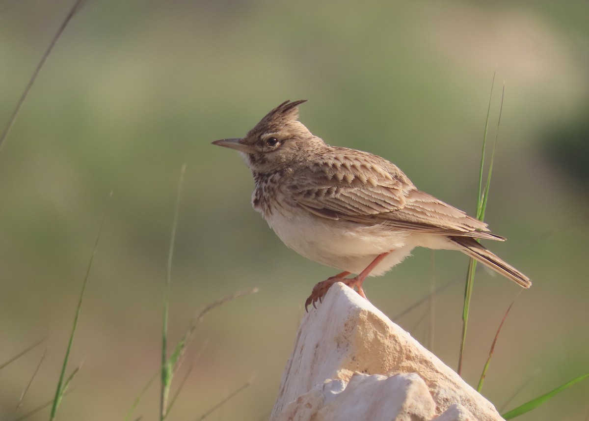 Crested Lark (Crested) - הלל נחמן