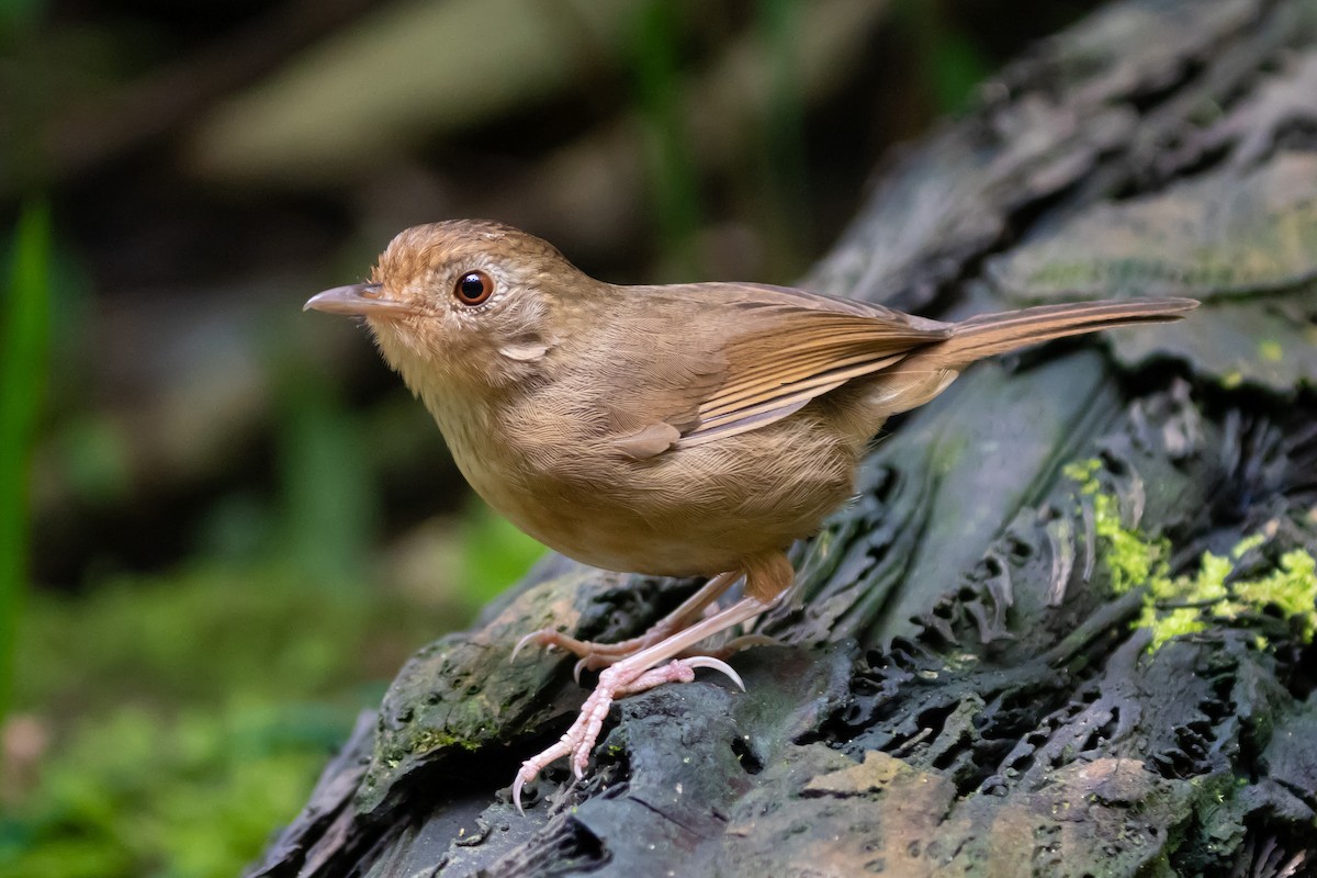 Buff-breasted Babbler - ML618716792