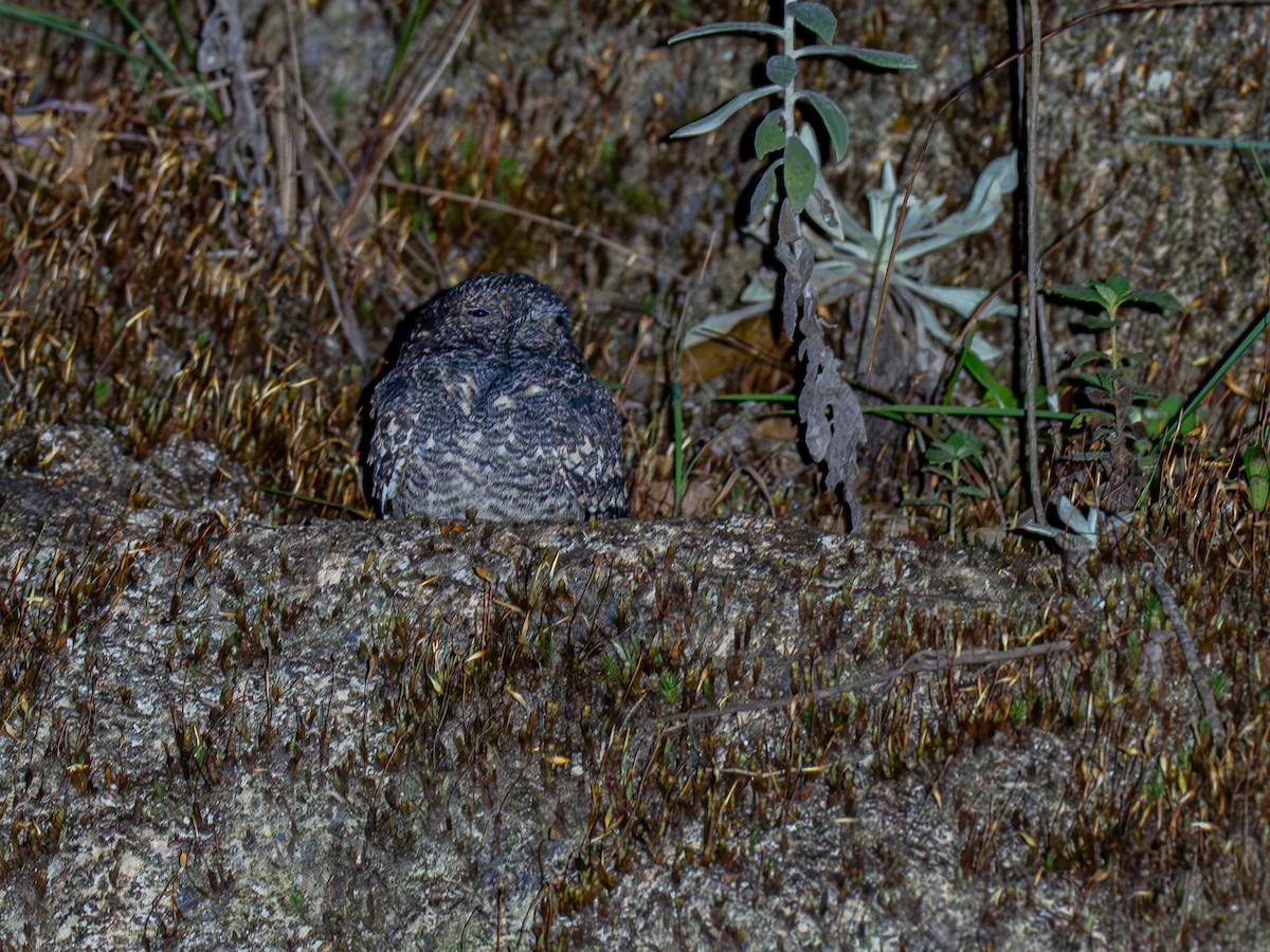 Band-winged Nightjar (longirostris) - ML618716793