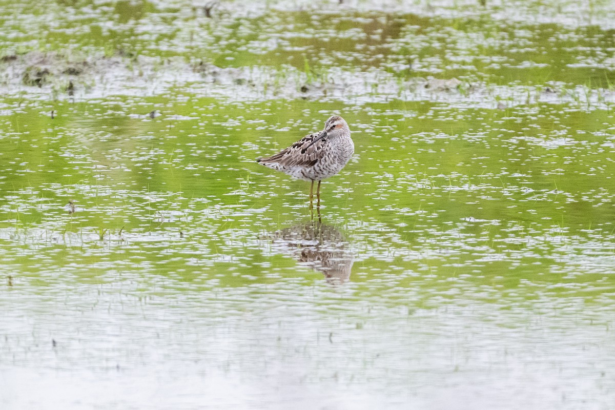 Stilt Sandpiper - Brad Imhoff