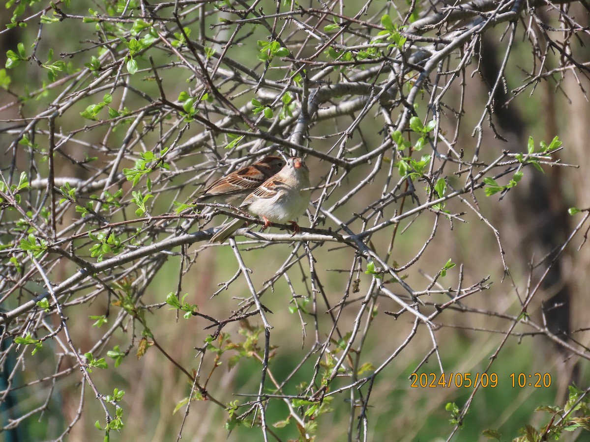 Field Sparrow - Kevin Shackleton