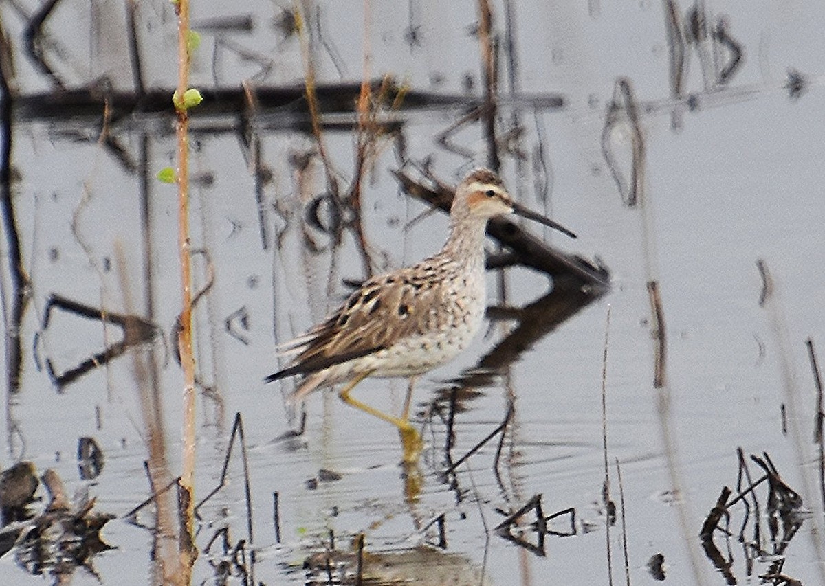 Stilt Sandpiper - Scott Jackson