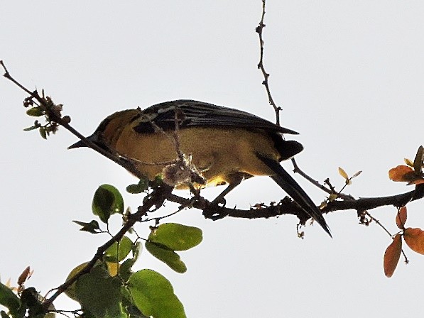 Oriole à dos rayé - ML618716844