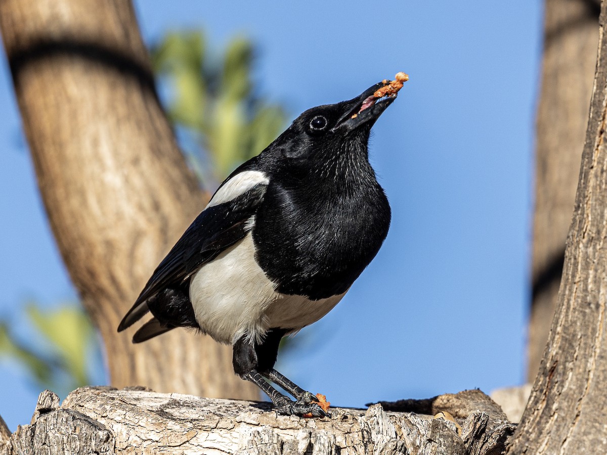 Eurasian Magpie - Antonio M Abella