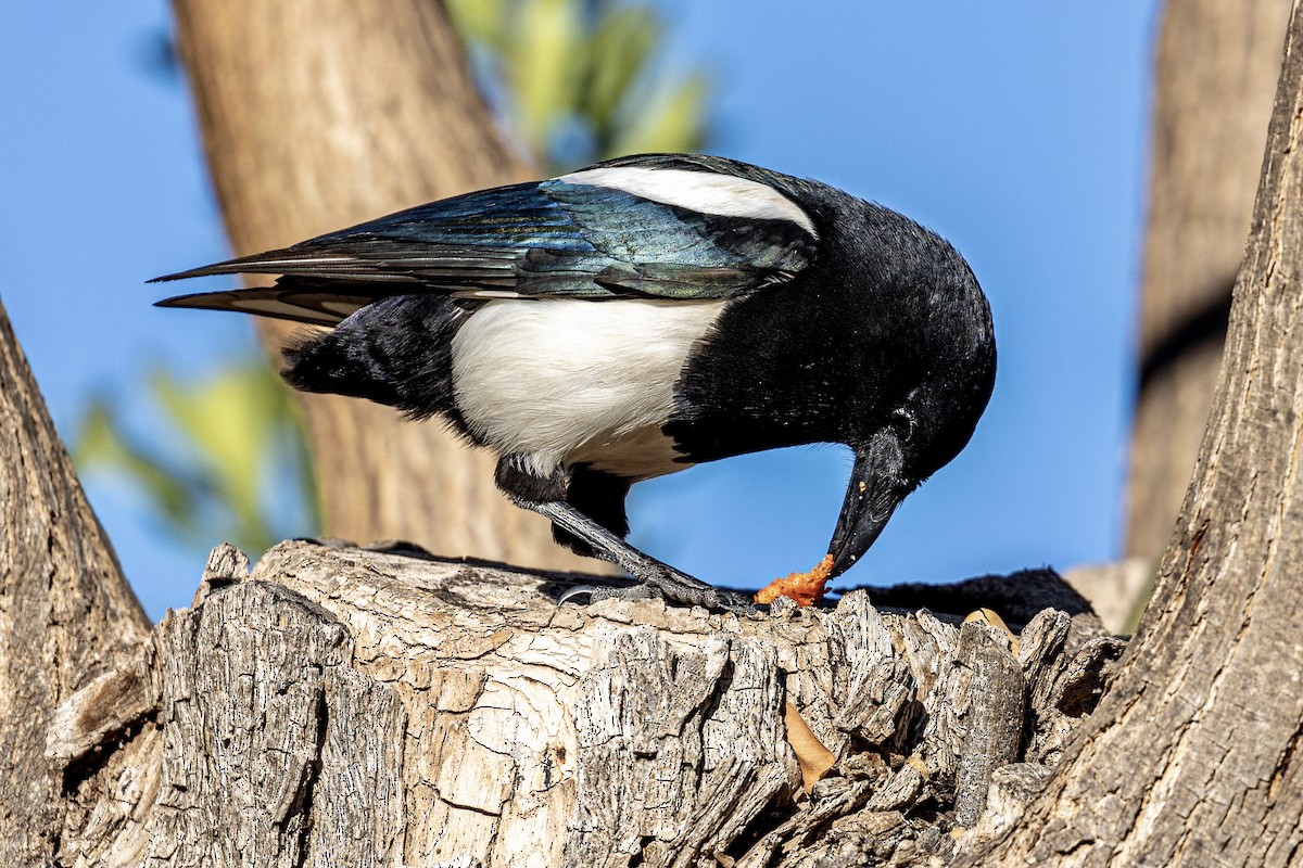 Eurasian Magpie - Antonio M Abella