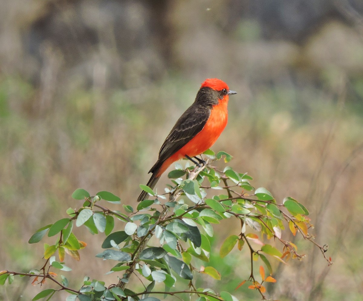 Vermilion Flycatcher - ML618716890