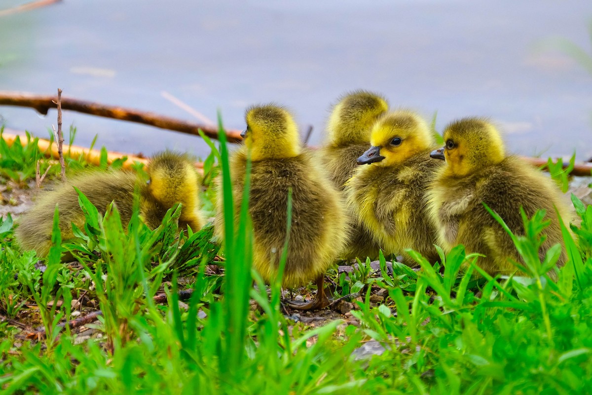 Canada Goose - Andrew Dressel