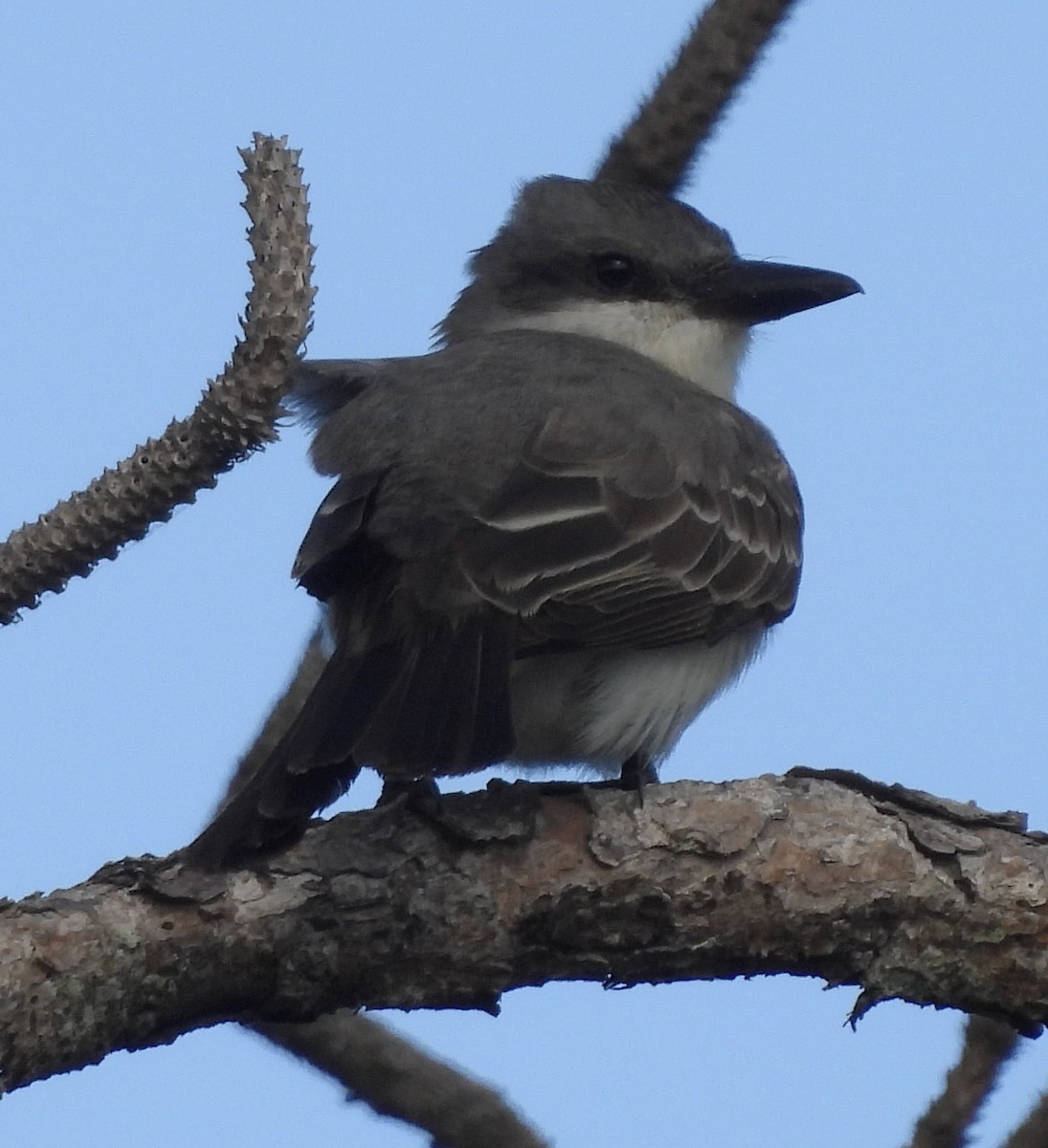 Gray Kingbird - pamela graber