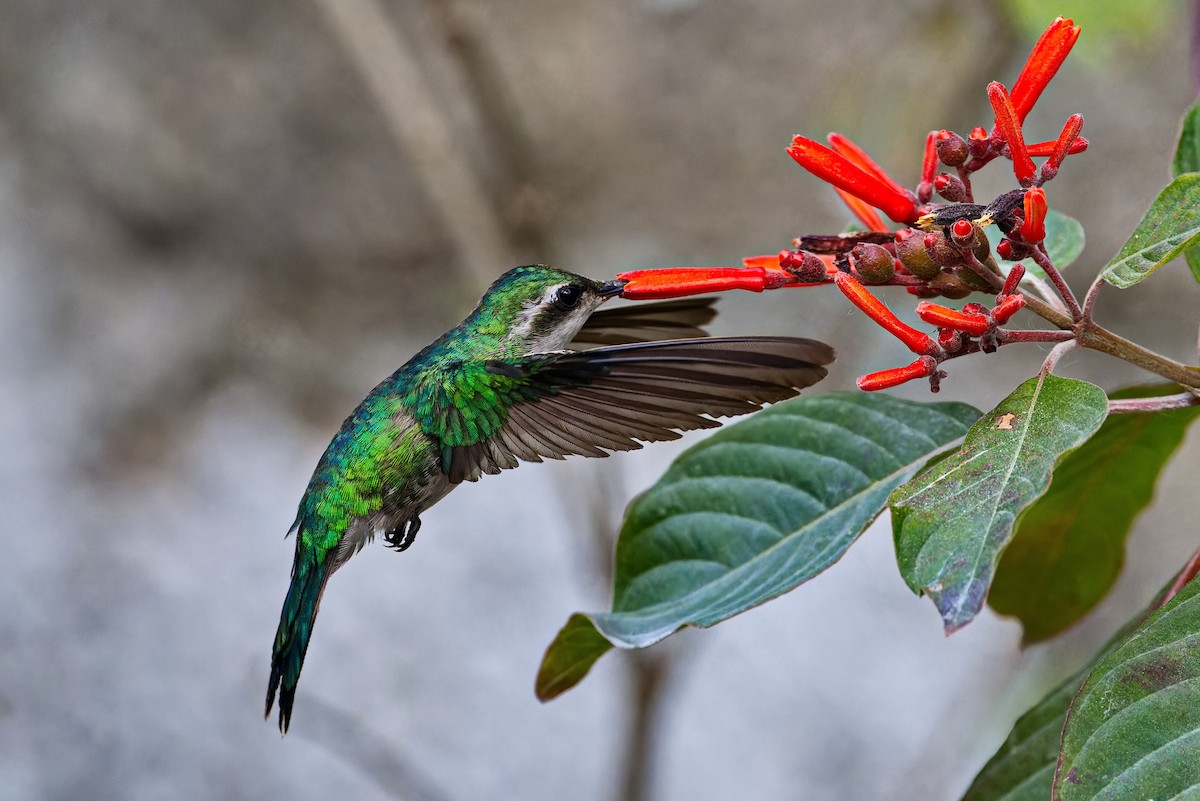 kolibřík cozumelský - ML618716937