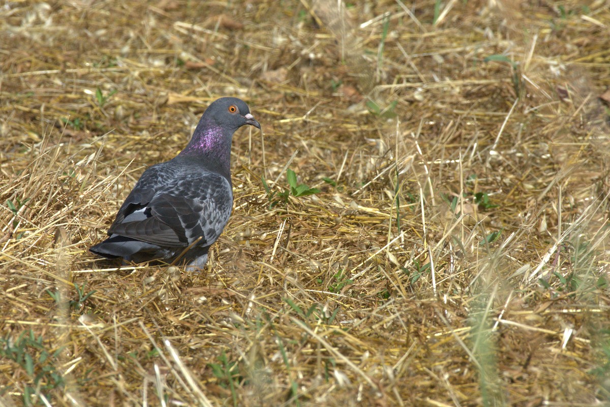 יונת בית - ML618716938