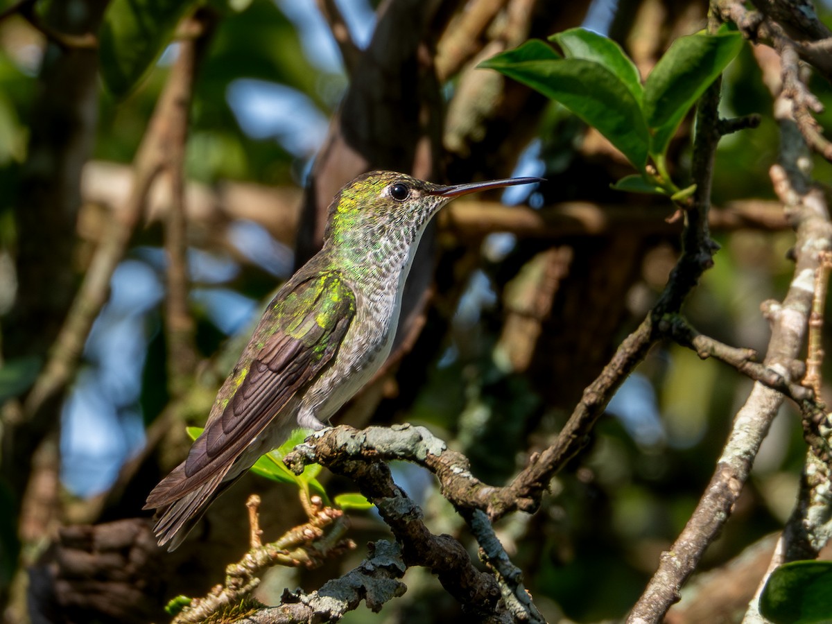 Amazilia Versicolor (grupo versicolor) - ML618716968