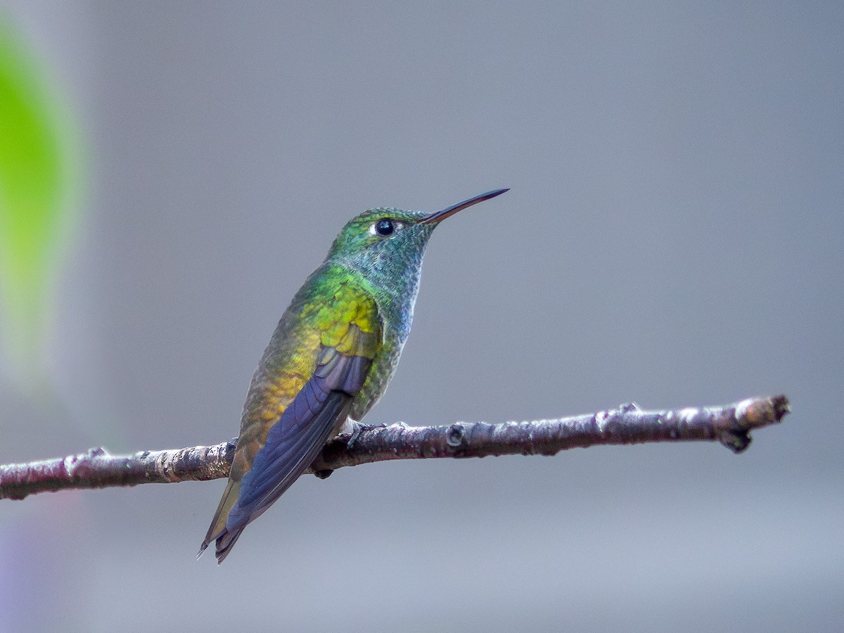 kolibřík pestrý [skupina versicolor] - ML618716969