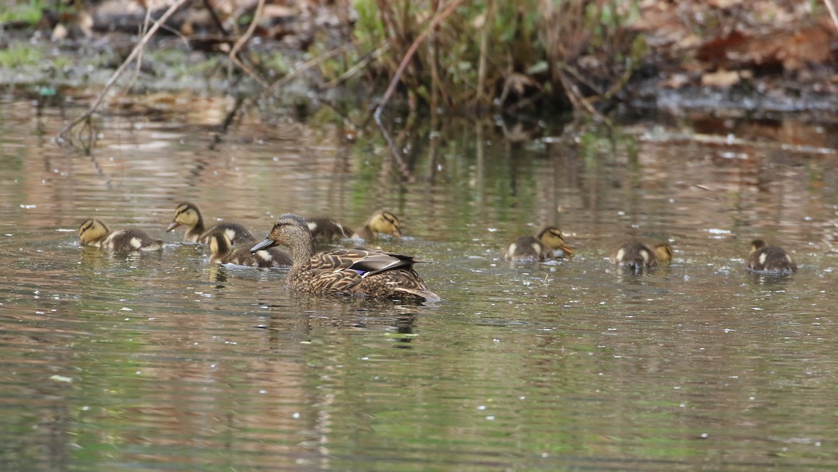 Canard colvert - ML618717015